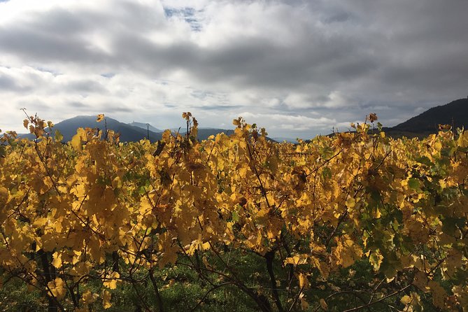 5H00 ALSACE PRIVATE TOUR-Castle, Villages, Wine, Friendly Driver - The Comfort of an Electric, Climate-Controlled Vehicle