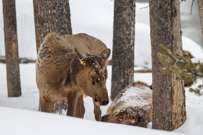 6 Day Winter Wonderland Tour in Yellowstone National Park - Wildlife Tracking and Mammoth Hot Springs Exploration