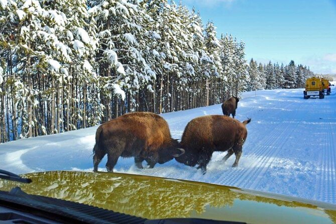 6 Day Winter Wonderland Tour in Yellowstone National Park - Exploring the Grand Canyon of Yellowstone by Snowcoach