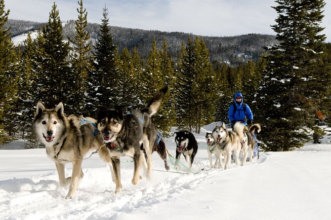 6 Day Winter Wonderland Tour in Yellowstone National Park - Dog Sledding and the Final Yellowstone Adventure