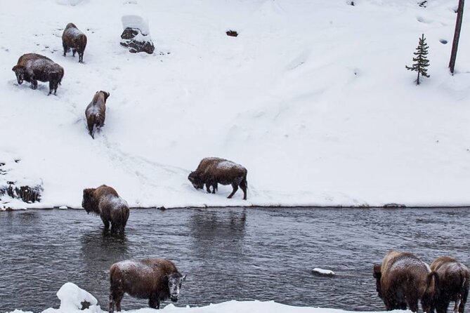 6 Day Winter Wonderland Tour in Yellowstone National Park - Practical Details and Inclusions