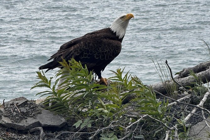 6 Days Best of Grand Alaska Highlights Tour - Practical Logistics and Transportation