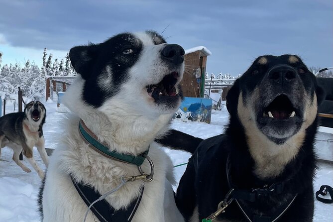 6 Days Brooks Range Expedition Private Tour - The Final Mushing Day and Return to Bettles