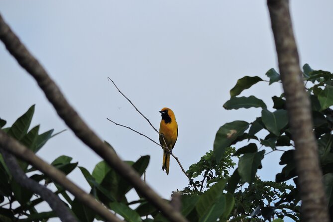6-Hour Birdwatching Ruta de los Cenotes Playa del Carmen - Meeting Point and Transportation Convenience