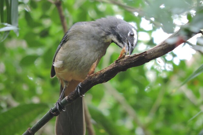 6-Hour Birdwatching Ruta de los Cenotes Playa del Carmen - The Bird Species and Sightings You Can Expect