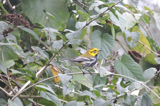 6-Hour Birdwatching Ruta de los Cenotes Playa del Carmen - Comparing This Tour With Similar Experiences