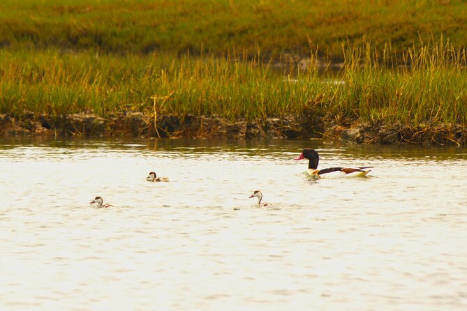 6 hour boat tour navegating through the Islands of Ria Formosa National Park - Exploring Desert Island: A Stop at Portugal’s Southernmost Point