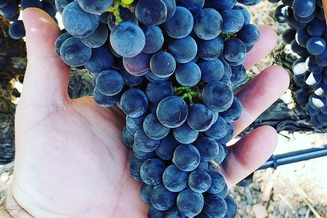 6-Hour Luxury Napa Wine Tasting Tour with Route Planning - The Role of the Concierge in Crafting Your Day