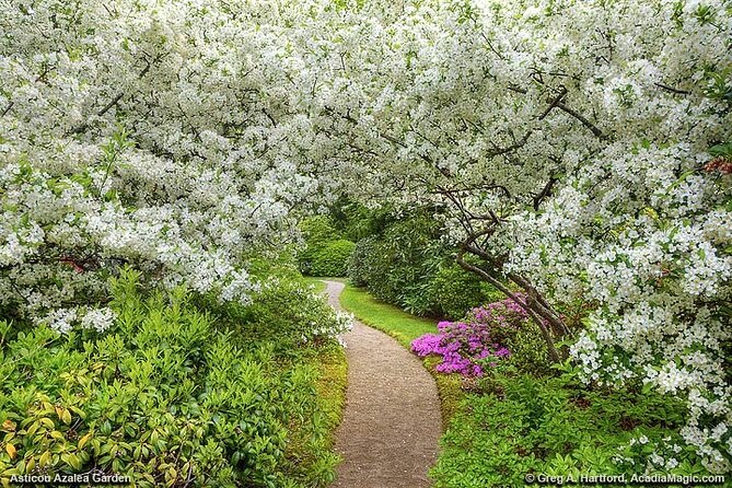 6 Hour Private Tour: Acadia National Park, Fjord & Lobster Lunch - Scenic Highlights Along Park Loop Road