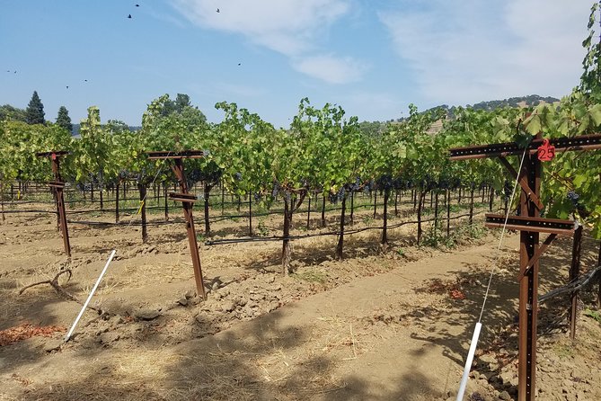 6-Hour Private Wine Tasting Tour with a Sample Stops - Flexibility to Incorporate Your Own Wine Choices