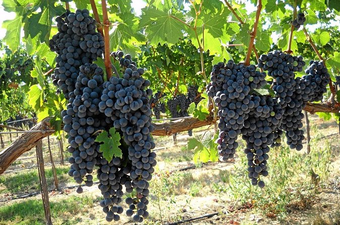 6-Hours Customized Private SONOMA Valley Wine Tour From San Francisco Bay Area - Vehicle Options for Different Groups