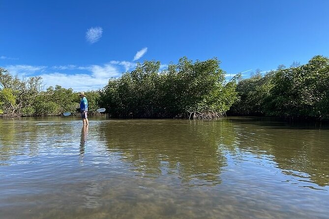 6-Hr Tropical Mangroves, Coastal River and Ocean Wildlife Watch - Traversing the Intracoastal Rivers and Estuaries