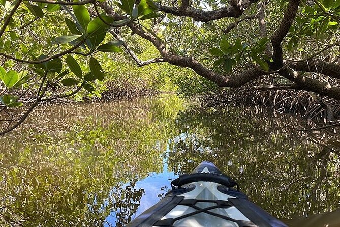 6-Hr Tropical Mangroves, Coastal River and Ocean Wildlife Watch - Visiting the Historic Waterside Bait Shop and Lunch Option