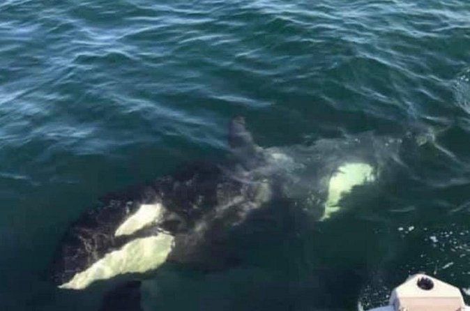 6 Passenger Whale Watching Adventure in Icy Strait from Hoonah AK - The Itinerary and Wildlife Encounters in Icy Strait