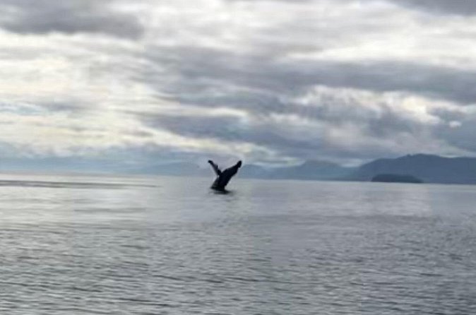 6 Passenger Whale Watching Adventure in Icy Strait from Hoonah AK - The Experience of the Small Group and Expert Guides