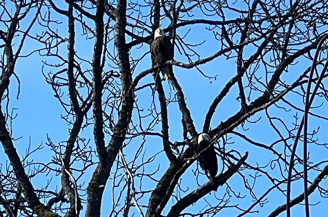 6 Passenger Whale Watching Adventure in Icy Strait from Hoonah AK - Practical Tips for a Comfortable Trip