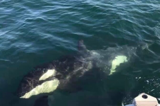 6 Passenger Whale Watching Adventure in Icy Strait from Hoonah AK - Why This Tour Is Ideal for Wildlife Enthusiasts and Families