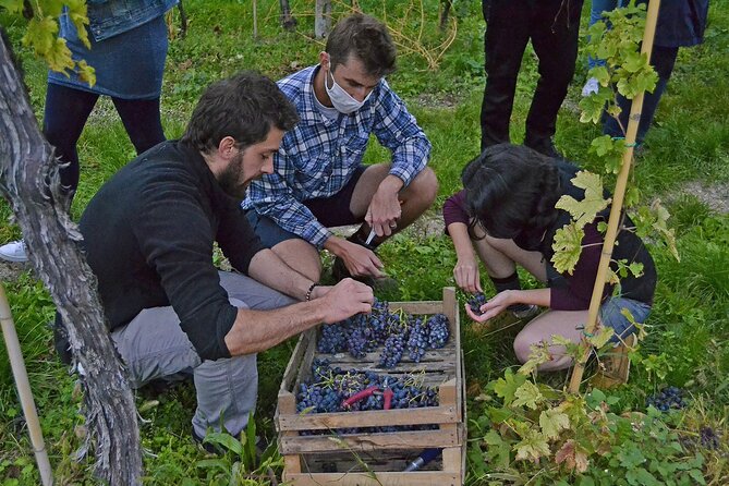 6 Wine Tasting in Valpolicella Classica: the cradle of Amarone - Practical Details: Meeting Points and Transportation