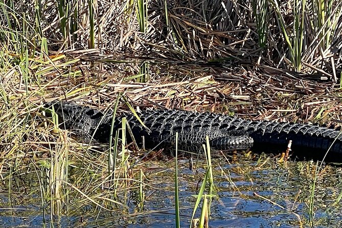 60 min. Everglades Airboat ride & pick-up ,small group +pro guide - Visiting Everglades National Park and the Alligator Farms