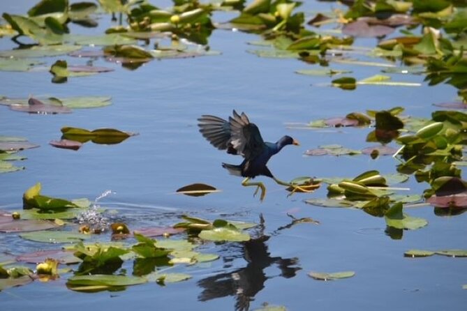 60 min Private Everglades Airboat Ride in Miami - Wildlife Encounters and Photo Opportunities