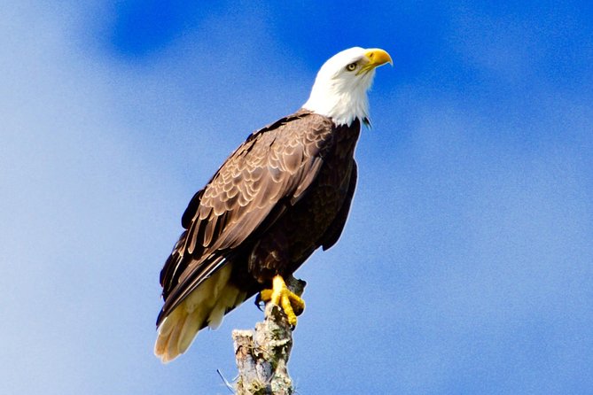 60 Minute Small Group Semi Private Everglades River Of Grass Airboat Charter - Authentic Small Group Experience on the Everglades Waterways