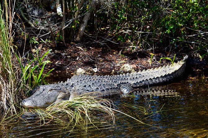 60 Minute Small Group Semi Private Everglades River Of Grass Airboat Charter - Meeting Point and Accessibility Details