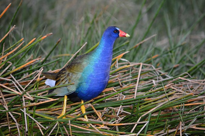 60 Minute Small Group Semi Private Everglades River Of Grass Airboat Charter - Safety, Comfort, and Weather Considerations