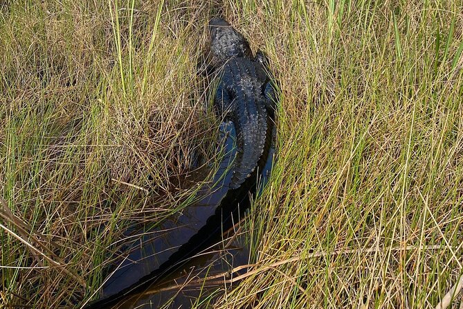 60 Minute Small Group Semi Private Everglades River Of Grass Airboat Charter - Why This Tour Stands Out Among Everglades Tours