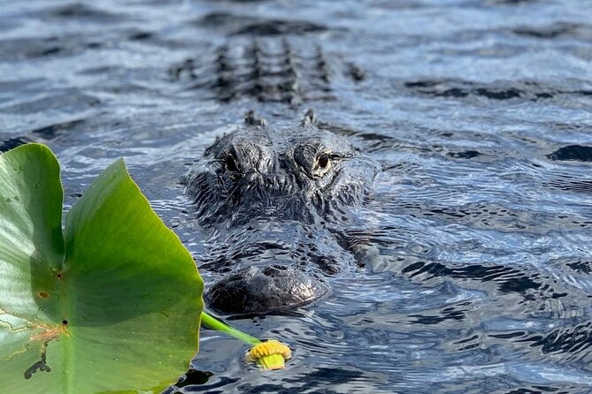 60 Minutes Small Group Everglades Airboat Ride in Miami - Practical Details: Weather, Accessibility, and Comfort