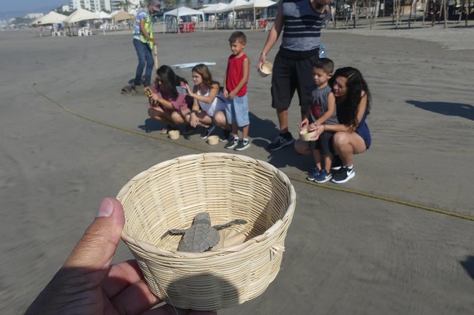 6Hr Cruise or Hotels City Tour, Divers, Baby Turtles Peace Chapel - Cultural Insights at Acapulco Market and Neighborhoods