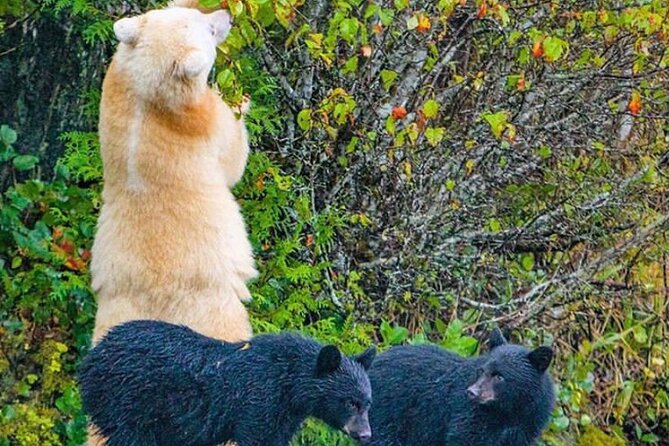 6hr Custom Private Tour of Ketchikan (4 People) Wildlife + More - Scenic Nature and Waterfall Walks