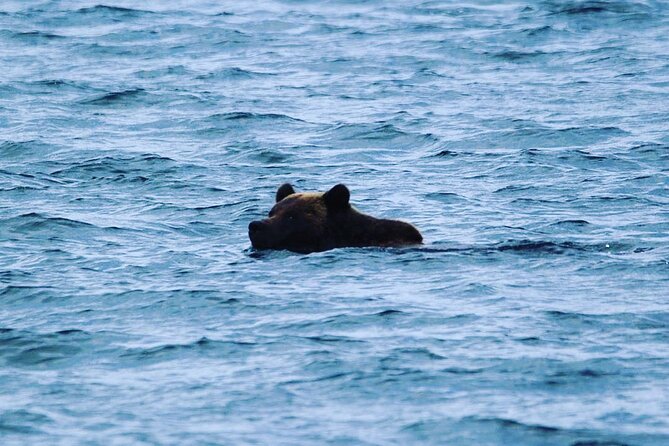 6hr Custom Private Tour of Ketchikan (4 People) Wildlife + More - Waterfalls and Scenic Stops Along the Coast