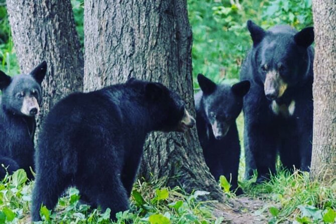 6hr Custom Private Tour of Ketchikan (4 People) Wildlife + More - The Experience of a Local Guide