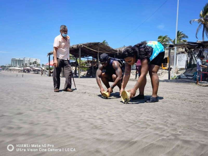 .6Hr Tour Diving Show Baby Turtle Release & All Attractions - Learning About Turtle Conservation at the Beach