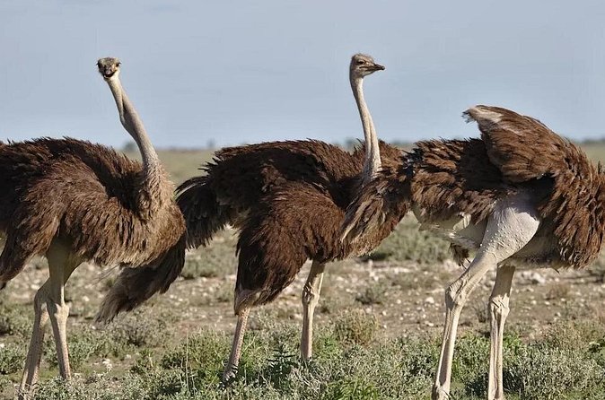 7-Day Garden Route Safari Adventure from Cape Town - Exploring the Heritage in George: Transport Museum and Cango Caves