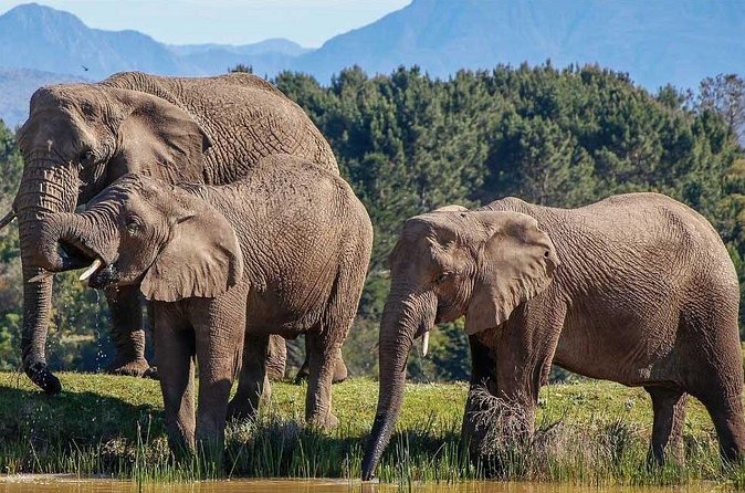 7-Day Garden Route Safari Adventure from Cape Town - Final Day: Return to Cape Town’s Vibrant City Life