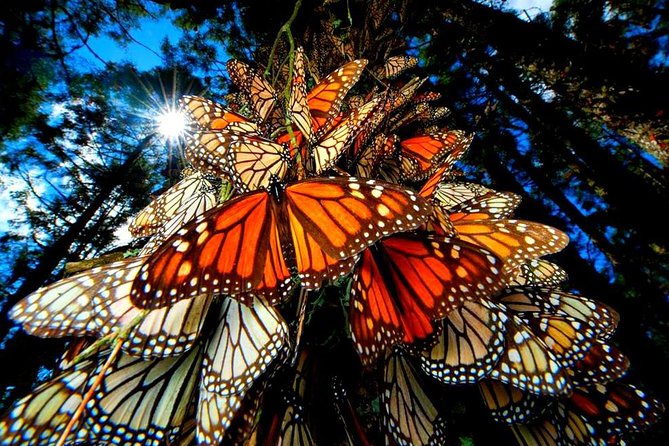 7 Day-Monarch Butterfly Ecofriendly Tour in Mexico - Key Points