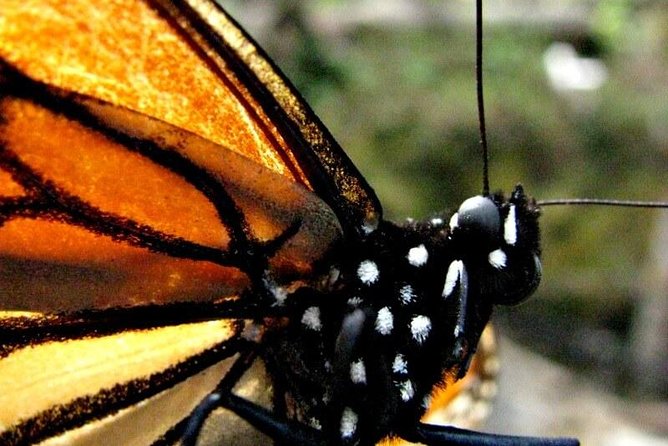 7 Day-Monarch Butterfly Ecofriendly Tour in Mexico - The Journey to Valle de Bravo and Its Mountain Setting