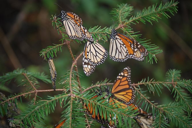 7 Day-Monarch Butterfly Ecofriendly Tour in Mexico - Capulin Sanctuary and the Three Governors Region