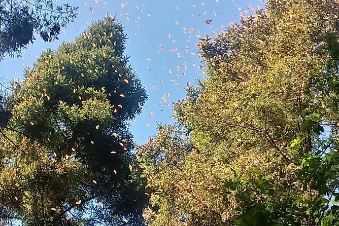 7 Day-Monarch Butterfly Ecofriendly Tour in Mexico - Free Day to Explore Valle de Bravo