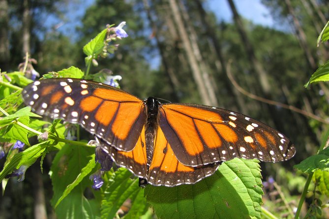 7 Day-Monarch Butterfly Ecofriendly Tour in Mexico - Return to Mexico City with Cultural Highlights