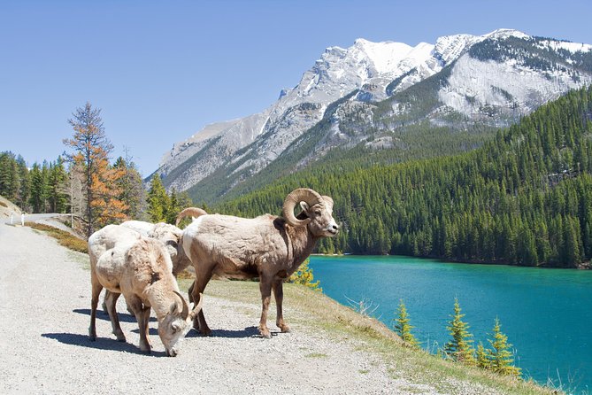 7-Day Small Group Tour: Canadian Rockies and National Parks - Wildlife and Wilderness in Jasper