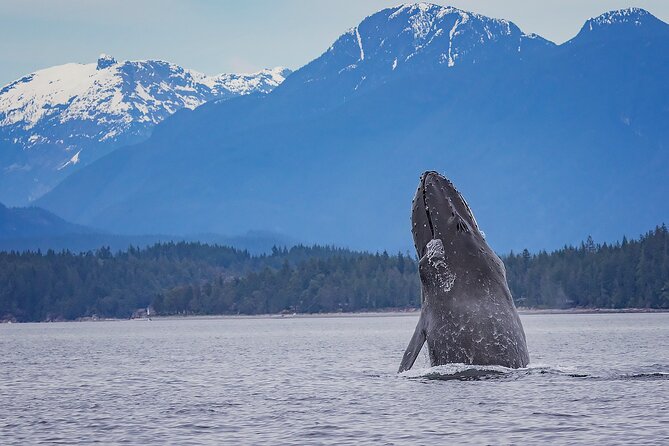 7 Hour Big Animal Encounter - Exploring Vancouver Island’s Marine Wildlife in 7 Hours