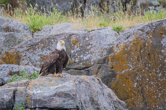 7 Hour Big Animal Encounter - Safety and Weather Considerations for the Marine Adventure