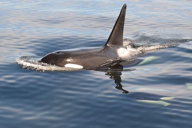 7 Hour Big Animal Encounter - Who Will Appreciate This Marine Wildlife Tour the Most