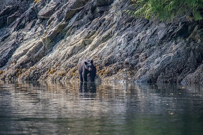 7 Hour Big Animal Encounter - The Sum Up: A Reliable, Wildlife-Focused Marine Adventure