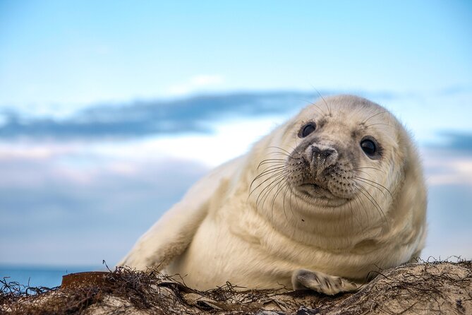 75 Minute Seal Watching Tour from Wickford - Key Points