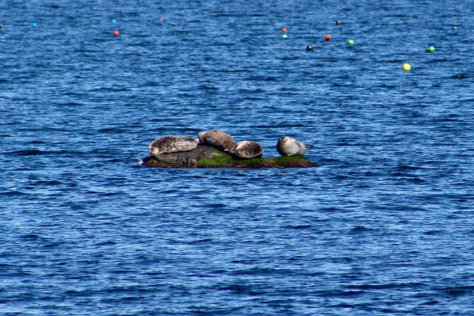 75 Minute Seal Watching Tour from Wickford - Seal Sightings and Wildlife Viewing Highlights