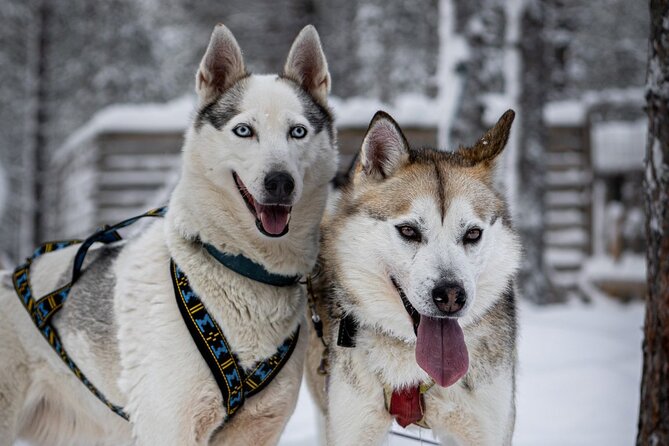 8-10km Husky Ride in the Taiga and Visit other farm animals - The Husky Sled Experience in Laplands Forests