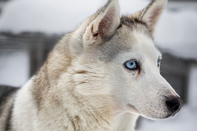 8-10km Husky Ride in the Taiga and Visit other farm animals - The Thrills and Safety of Husky Sledding